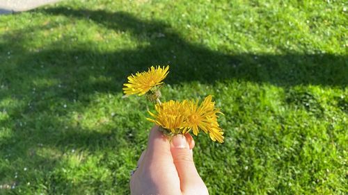 Close-up of hand holding yellow flower