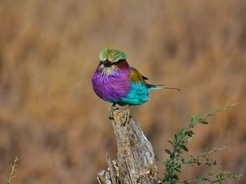 Close-up of a bird perching on branch