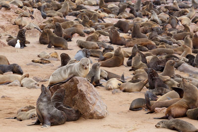 High angle view of sheep resting on beach