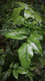 Close-up of green leaves
