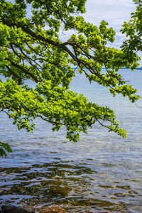 Tree by lake against sky