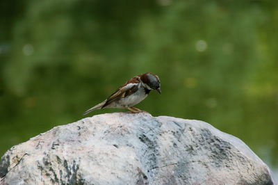 Close-up of a sparrow sitting on a stone.
