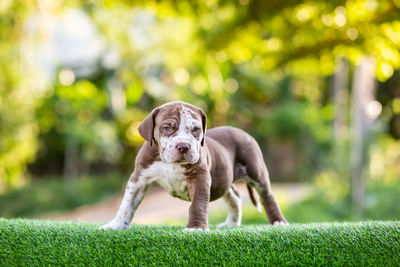 Portrait of dog on field