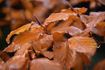 Close-up of dried leaves