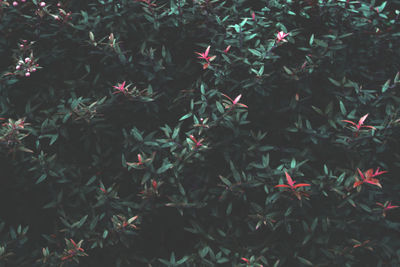 Close-up view of flowers