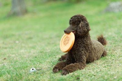 Brown poodle dog relaxing with plastic disc on grassy field