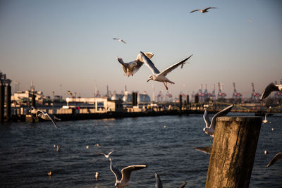 Seagulls flying over sea