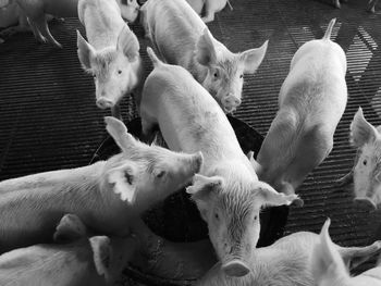 High angle view of sheep