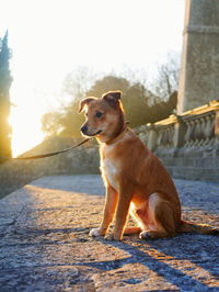 Dog sitting on stone wall