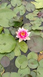 High angle view of lotus water lily blooming outdoors