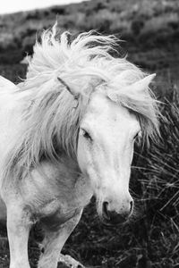 Close-up of horse on field