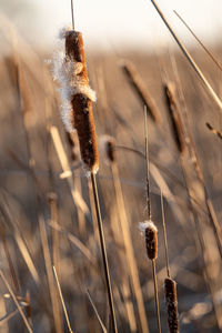 Close-up of dry plants against blurred background