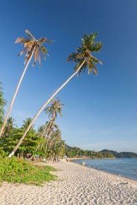 Palm trees on beach against sky