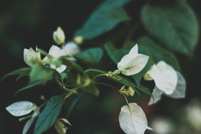 Close-up of white flowering plant