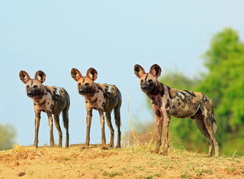 Three african can painted dogs standing on grass against clear sky