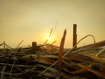 Close-up of plants growing on field against sky during sunset