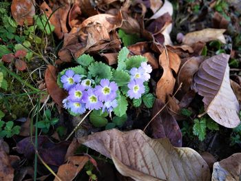 High angle view of flowers blooming outdoors