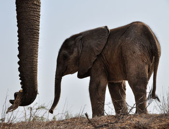 Side view of elephant on field against sky