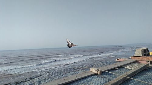 View of seagull flying over sea against clear sky