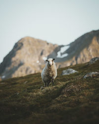 View of sheep on rock