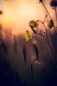 Close-up of plant against sky during sunset