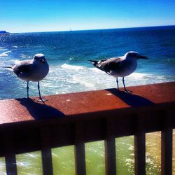 Seagull flying over sea