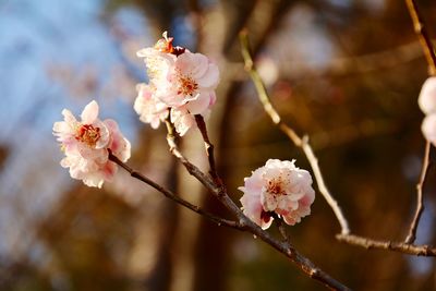 Close-up of pink cherry blossoms in spring