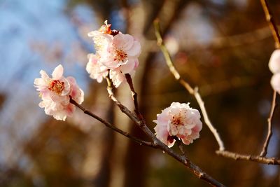 A plum blossom is an unspoken beauty