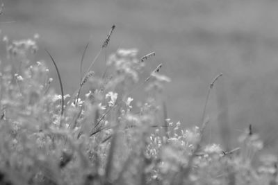 Close-up of grass growing in field