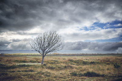 Bare tree on field against sky