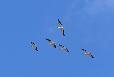 A group of white pelican flying overhead in horicon national wildlife refuge in wisconsin