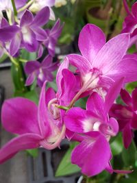 Close-up of pink flower