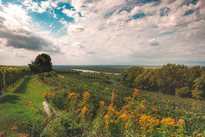 Scenic view of flowering plants on field against sky