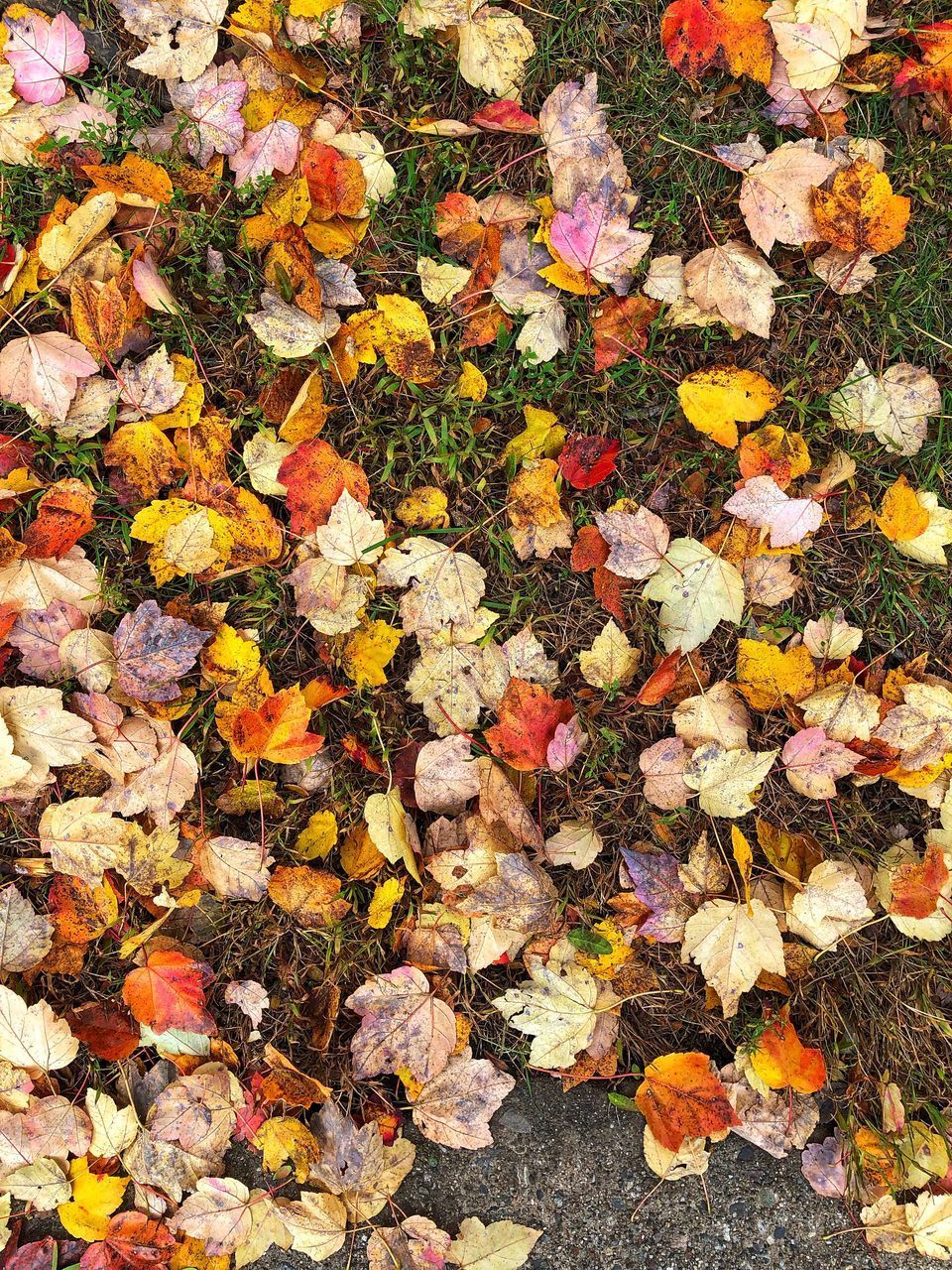 HIGH ANGLE VIEW OF MAPLE LEAVES ON ROAD