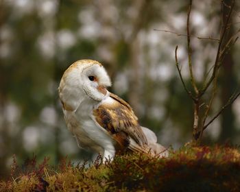 Barn owl in the forest. 