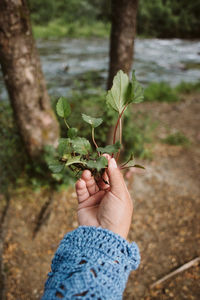 Close-up of hand holding plants