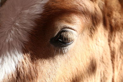 Close-up of horse eye