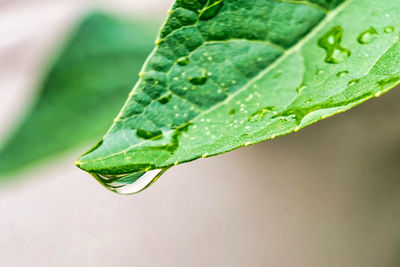 Close-up of wet plant leaves