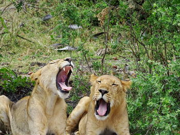 View of cats yawning