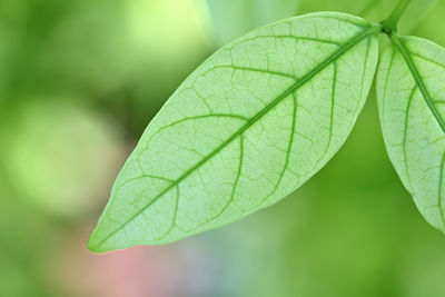 Close-up of green leaves