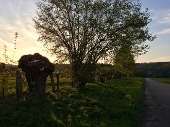 Trees on field against sky at sunset