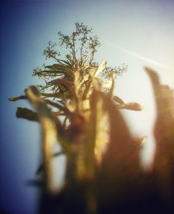 Close-up of plant against clear sky