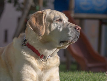 Close-up of dog looking away