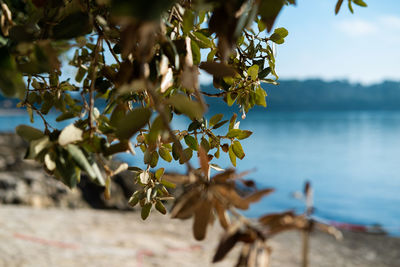 Close-up of flowering plant against water