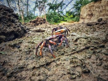 Close-up of crab on rock