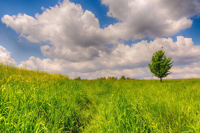 Scenic view of field against sky