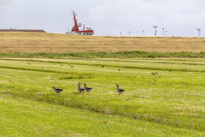 View of birds on grassy field