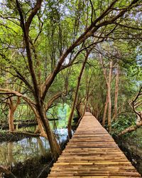 Wooden pier over lake in forest