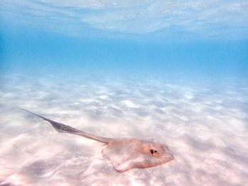 Fish swimming in sea
