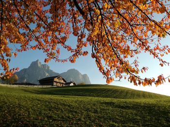 Scenic view of agricultural field against clear sky